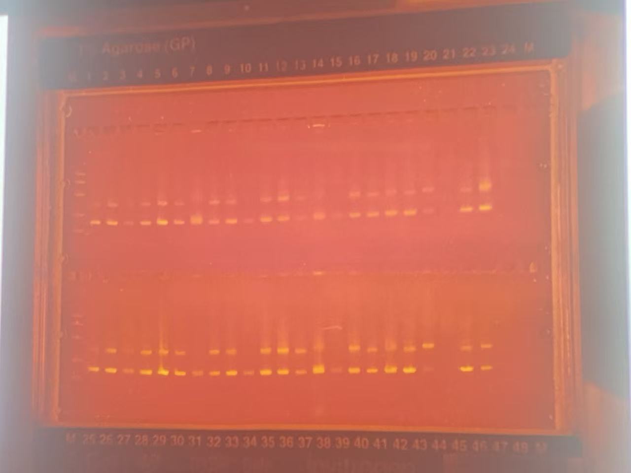 Blood type and Cas12a project