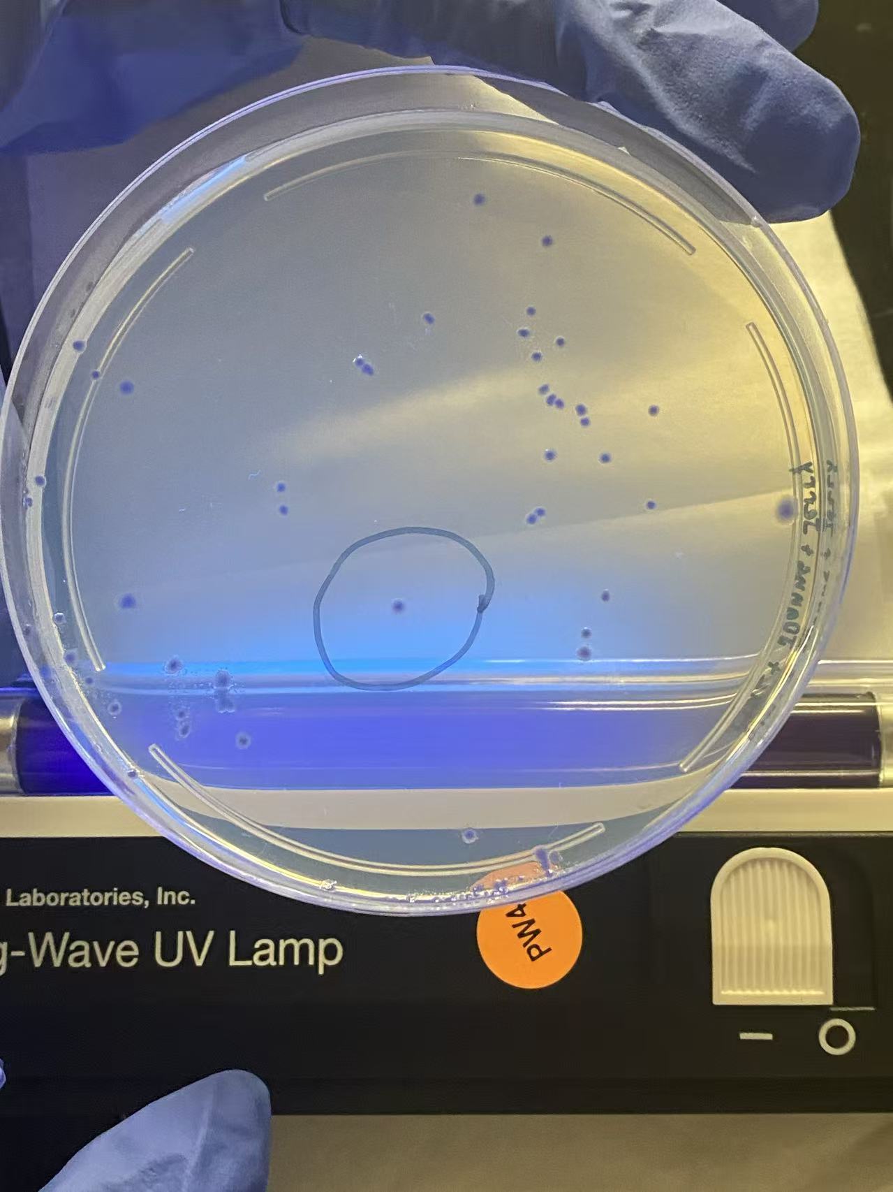Ptac and ELISA diagnostic project